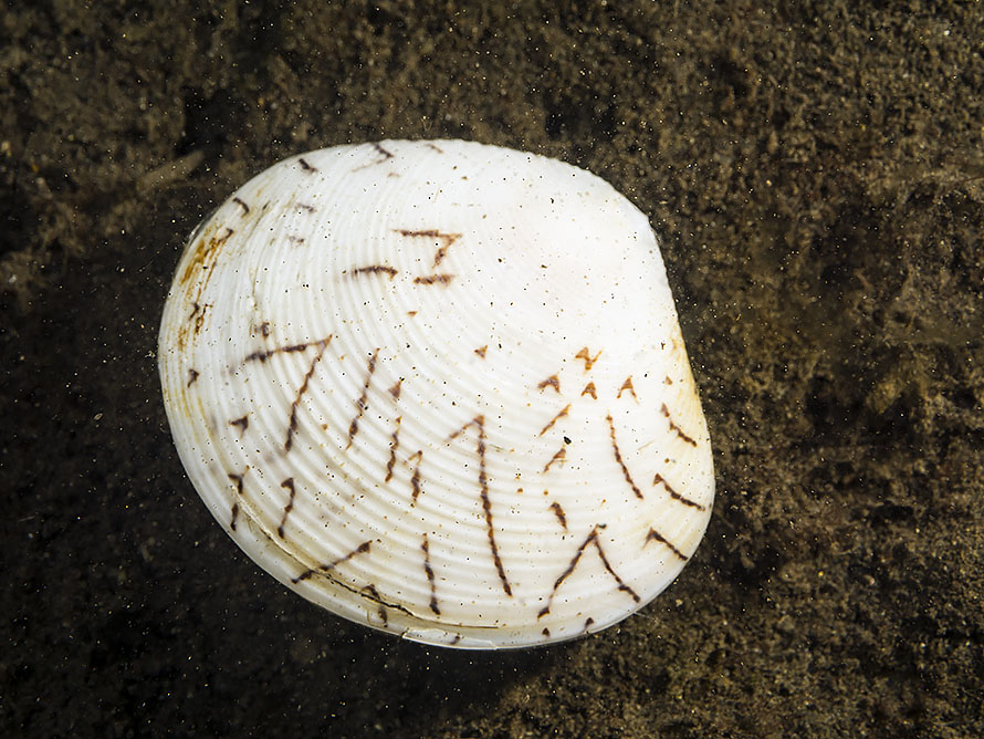 Lioconcha hieroglyphica
